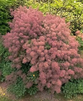 Cotinus cog. 'Young Lady' Pot 20 Liter 100 - 125 cm