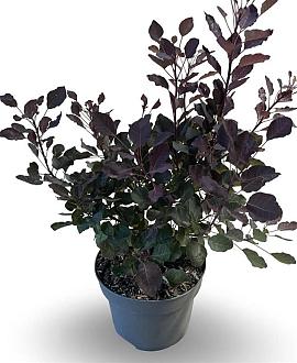 Cotinus Dusky Maiden Pot 4 Liter 40 - 50 cm