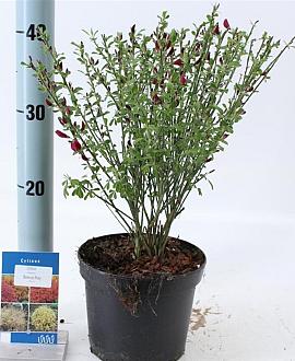 Cytisus 'Boskoop Ruby' Pot 2 Liter 20 - 30 cm