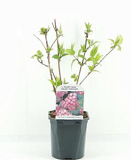 Deutzia hybrida 'Strawberry Fields' Pot 2 Liter40 - 50 cm