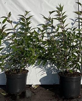 Deutzia rosea Pot 2 Liter40 - 60 cm