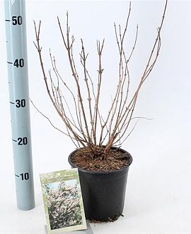 Deutzia scabra Pot 2 Liter40 - 50 cm