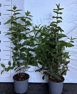 Deutzia scabra 'Plena' Pot 2 Liter60 - 80 cm