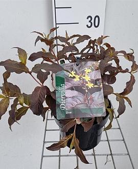 Diervilla splendens 'El Madrigal' Pot 2 liter 25-30cm