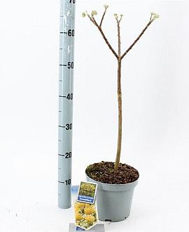 Edgeworthia chrys. 'Grandiflora' Pot 3 Liter 40 - 50 cm