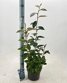 Elaeagnus ebbingei Pot 3 Liter 40 - 50 cm