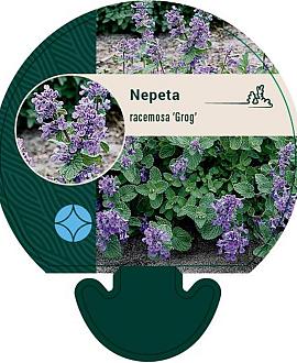 Nepeta racemosa 'Grog' Pot 9 cm