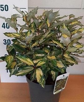Elaeagnus ebb. Maryline Pot 5 Liter 40 - 50 cm