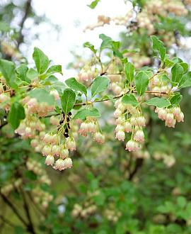 Enkianthus campanulatus Pot 50 Liter 175 - 200 cm Meerstammig