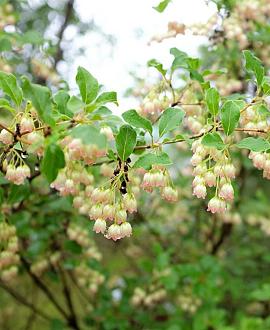 Enkianthus camp. Prettycoat Pot 20 Liter 100 - 125 cm