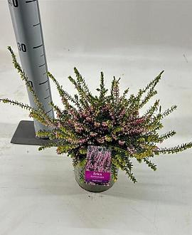 Erica darl. 'Ghost Hills' Pot 15 cm