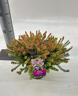Erica darl. 'Mary Helen' Pot 15 cm