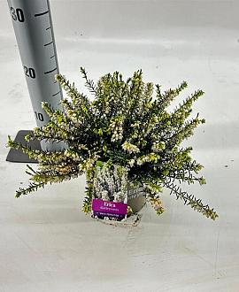 Erica darl. 'White Perfection' Pot 15 cm