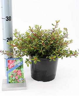 Escallonia 'Jamie' Pot 2 liter 25-30cm