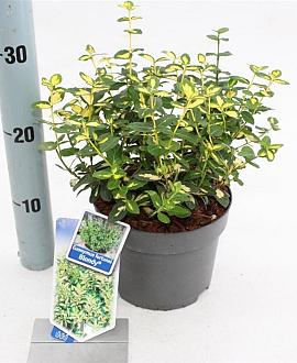 Euonymus fort. Blondy Pot 2 Liter 20 - 30 cm