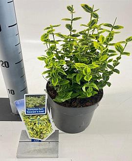 Euonymus fort. 'Emerald 'n' Gold' Pot 2 Liter 20 - 30 cm