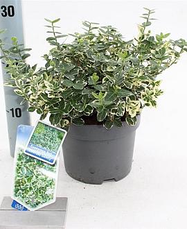 Euonymus fort. 'Emerald Gaiety' Pot 2 Liter 20 - 30 cm
