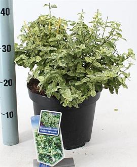 Euonymus fort. Golden Harlequin Pot 5 Liter 40 - 50 cm