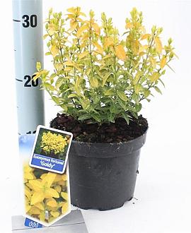 Euonymus fort. Goldy Pot 2 Liter 20 - 30 cm