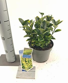 Euonymus jap. 'Aureomarginatus' Pot 2 Liter 20 - 30 cm
