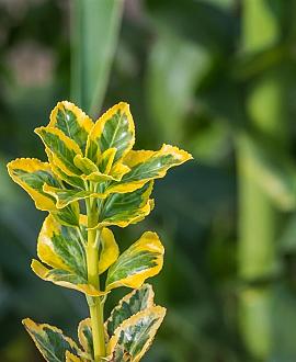 Euonymus jap. 'Aureomarginatus' Pot 2 Liter 20 - 30 cm