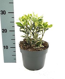 Euonymus jap. 'Bravo' Pot 2 Liter 20 - 30 cm