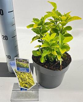 Euonymus jap. El Dorado Pot 2 Liter 20 - 30 cm