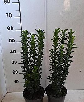 Euonymus jap. 'Green Rocket' Pot 2 Liter40 - 50 cm