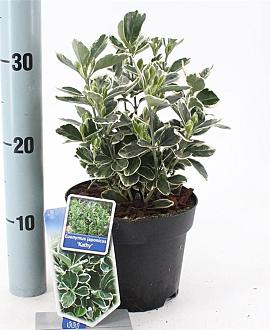 Euonymus jap. 'Kathy' Pot 2 Liter 20 - 30 cm