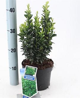 Euonymus jap. 'Microphyllus' Pot 2 Liter 20 - 30 cm