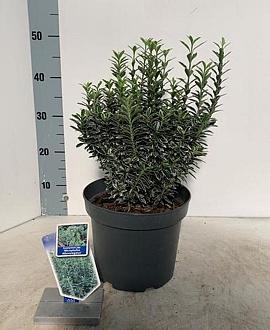 Euonymus jap. 'Microphyl. Albovar.' Pot 5 Liter 30 - 40 cm