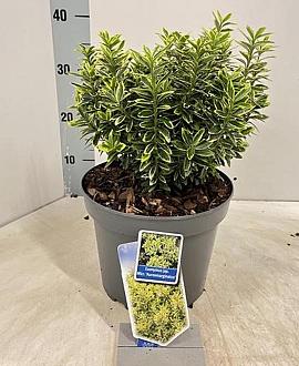 Euonymus jap. 'Microphyl. Aureovar' Pot 5 Liter 30 - 40 cm