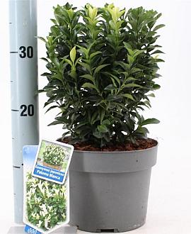 Euonymus jap. Paloma Blanca Pot 3 liter 25-30cm