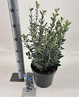 Euonymus jap. 'Susan' Pot 5 Liter 30 - 40 cm