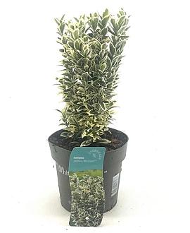 Euonymus jap. 'White Spire' Pot 2 Liter 20 - 30 cm