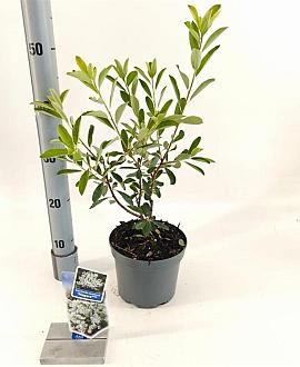Exochorda racem. 'Niagara' Pot 2 liter 25-30cm