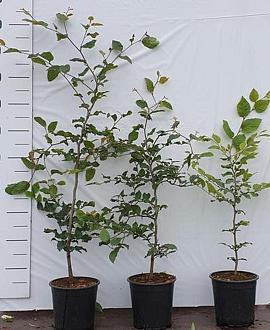 Fagus sylvatica Pot 2 Liter40 - 60 cm