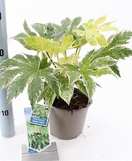 Fatsia japonica 'Spider's Web' Pot 2 Liter 20 - 30 cm