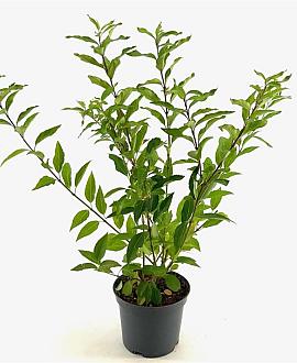 Forsythia int. 'Lynwood' Pot 3 Liter 50 - 60 cm