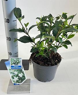 Gardenia jasm. Double Diamonds Pot 2 liter 25-30cm