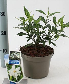 Gardenia jasm. Fool Proof Pot 2 liter 25-30cm