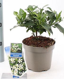 Gardenia jasm. Pinwheel Pot 2 liter 25-30cm
