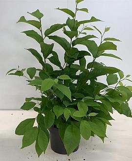 Halesia carolina Pot 4 Liter 40 - 60 cm