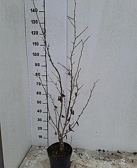 Hamamelis intermedia Pot 5 Liter 60 - 80 cm