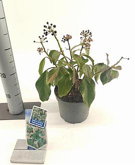 Hedera colchica 'Fall Favourite' Pot 2 Liter 20 - 30 cm