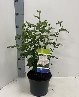 Hibiscus syr. 'Admiral Dewey' Pot 3 Liter 40 - 50 cm