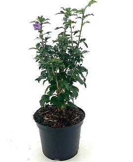 Hibiscus syr. 'Ardens' Pot 3 Liter 40 - 50 cm