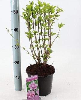 Hibiscus syr. 'Ardens' Pot 3 Liter 40 - 50 cm