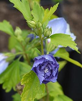 Hibiscus syr. Blue Chiffon Pot 5 Liter 60 - 70 cm