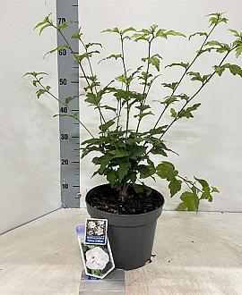 Hibiscus syr. China Chiffon Pot 5 Liter 60 - 70 cm